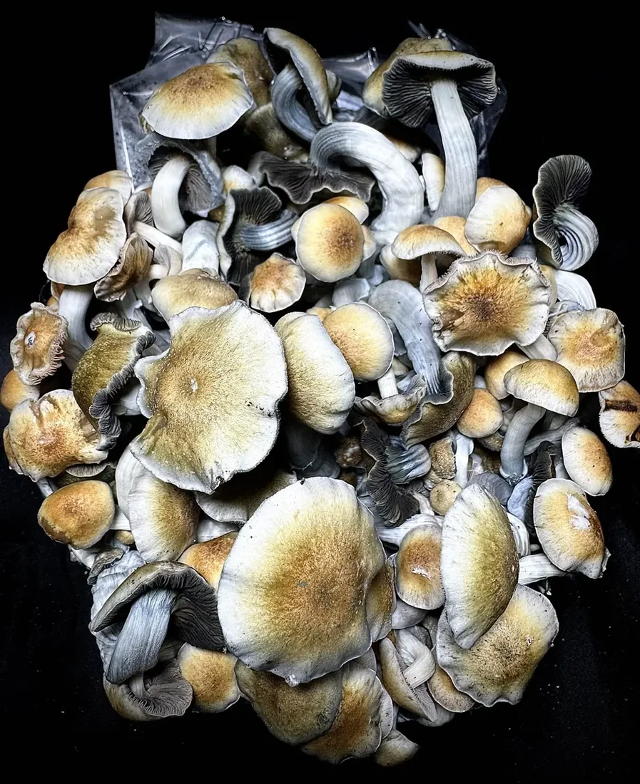 Studied isolate, specimen shot